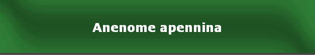 Anenome apennina