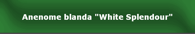 Anenome blanda "White Splendour"