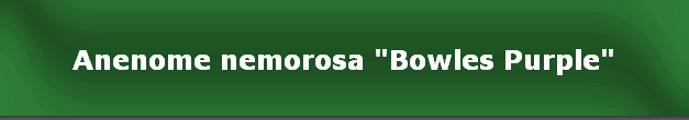 Anenome nemorosa "Bowles Purple"