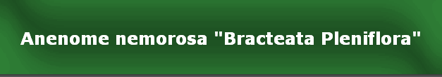 Anenome nemorosa "Bracteata Pleniflora"
