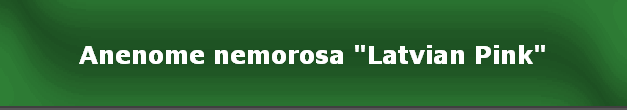 Anenome nemorosa "Latvian Pink"