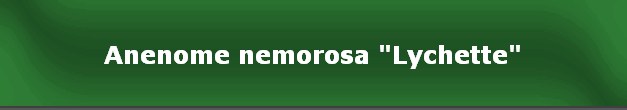 Anenome nemorosa "Lychette"