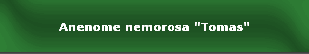 Anenome nemorosa "Tomas"