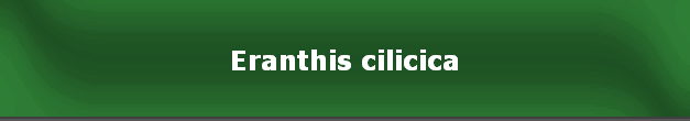 Eranthis cilicica