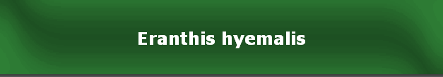 Eranthis hyemalis