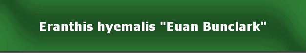 Eranthis hyemalis "Euan Bunclark"