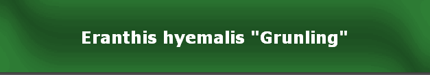 Eranthis hyemalis "Grunling"
