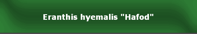 Eranthis hyemalis "Hafod"