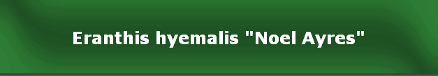 Eranthis hyemalis "Noel Ayres"