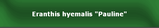 Eranthis hyemalis "Pauline"