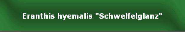 Eranthis hyemalis "Schwelfelglanz"