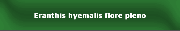 Eranthis hyemalis flore pleno