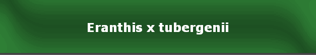 Eranthis x tubergenii