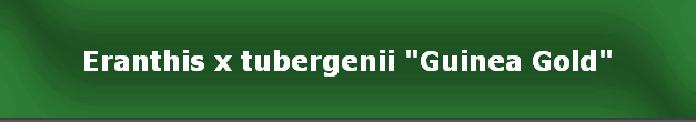 Eranthis x tubergenii "Guinea Gold"