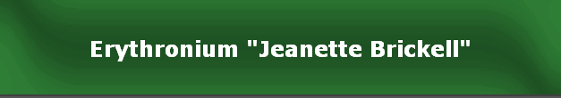 Erythronium "Jeanette Brickell"