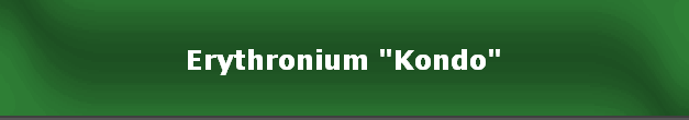 Erythronium "Kondo"