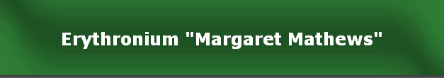 Erythronium "Margaret Mathews"