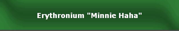 Erythronium "Minnie Haha"