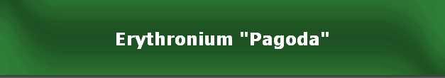 Erythronium "Pagoda"