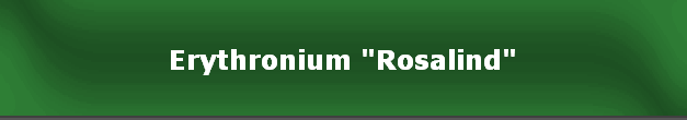 Erythronium "Rosalind"