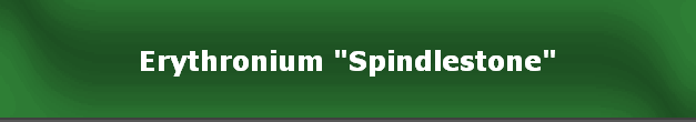 Erythronium "Spindlestone"