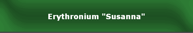 Erythronium "Susanna"
