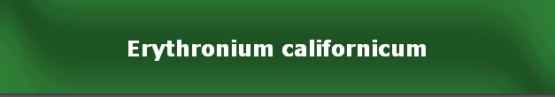 Erythronium californicum