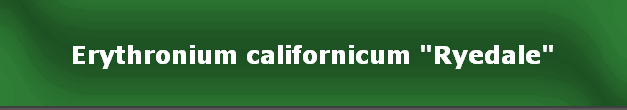 Erythronium californicum "Ryedale"
