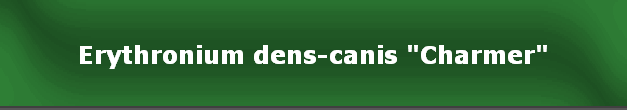 Erythronium dens-canis "Charmer"
