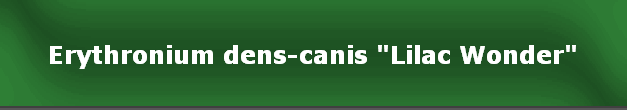 Erythronium dens-canis "Lilac Wonder"