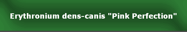 Erythronium dens-canis "Pink Perfection"