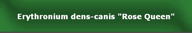 Erythronium dens-canis "Rose Queen"