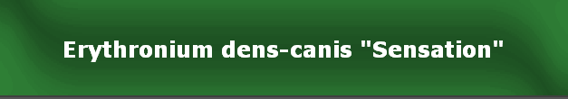 Erythronium dens-canis "Sensation"