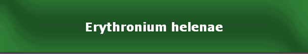 Erythronium helenae