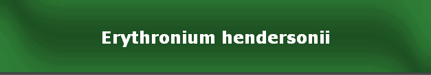 Erythronium hendersonii