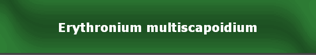 Erythronium multiscapoidium