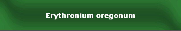 Erythronium oregonum