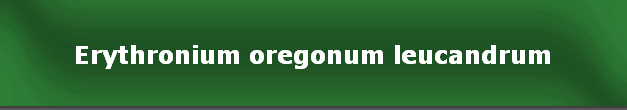 Erythronium oregonum leucandrum