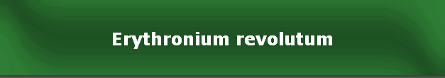 Erythronium revolutum
