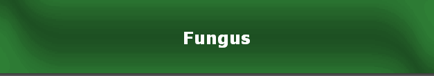 Fungus