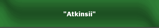 "Atkinsii"