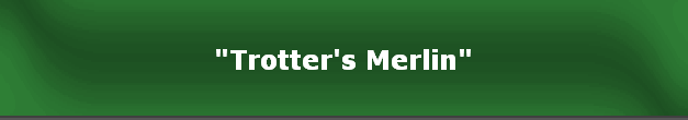 "Trotter's Merlin"