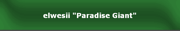 elwesii "Paradise Giant"