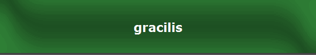 gracilis