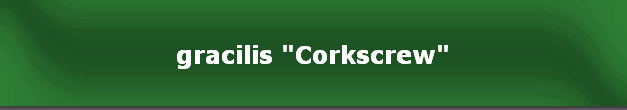 gracilis "Corkscrew"