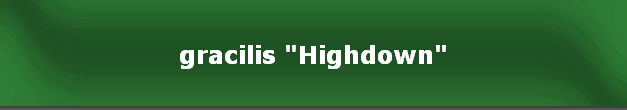 gracilis "Highdown"