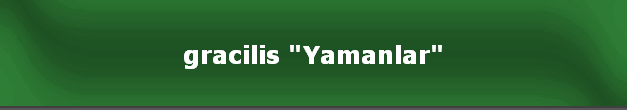 gracilis "Yamanlar"