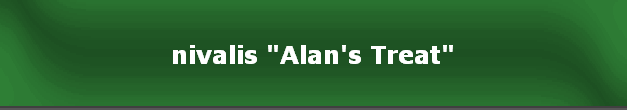 nivalis "Alan's Treat"