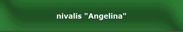 nivalis "Angelina"