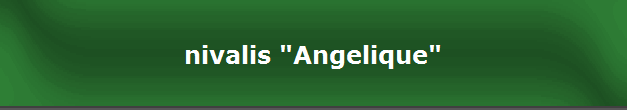 nivalis "Angelique"